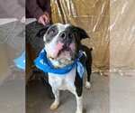 Small #1 American Pit Bull Terrier Mix