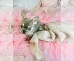 Small French Bulldog