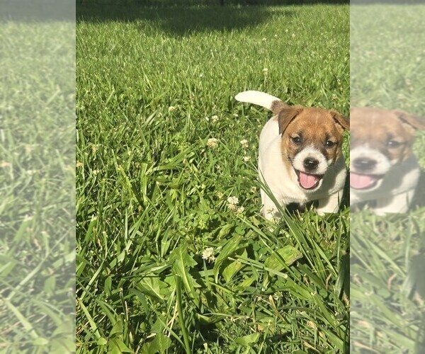 Medium Photo #1 Jack Russell Terrier Puppy For Sale in REDFIELD, KS, USA