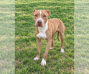 Pebbles - Female American Pit Bull Terrier-Unknown Mix Dog for Adoption - Photo #4