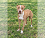 Small Photo #4 American Pit Bull Terrier-Unknown Mix Puppy For Sale in McKinney, TX, USA