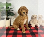 Small #1 Goldendoodle (Miniature)