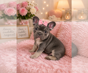 French Bulldog Puppy for sale in CINCINNATI, OH, USA