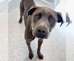 ONYX - Male Labrador Retriever Dog for Adoption - Small photo