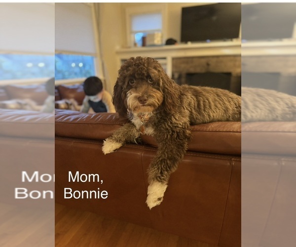 Medium Photo #1 Aussiedoodle Miniature -Goldendoodle Mix Puppy For Sale in VICTORIA, TX, USA