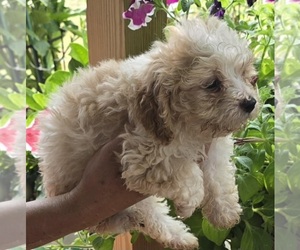 Maltese-Poodle (Toy) Mix Puppy for sale in PEABODY, MA, USA