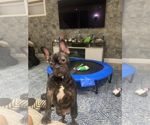 French Bulldog Puppy for sale in SOUTH OZONE PARK, NY, USA