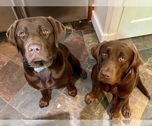 Mother of the Labrador Retriever puppies born on 06/16/2025