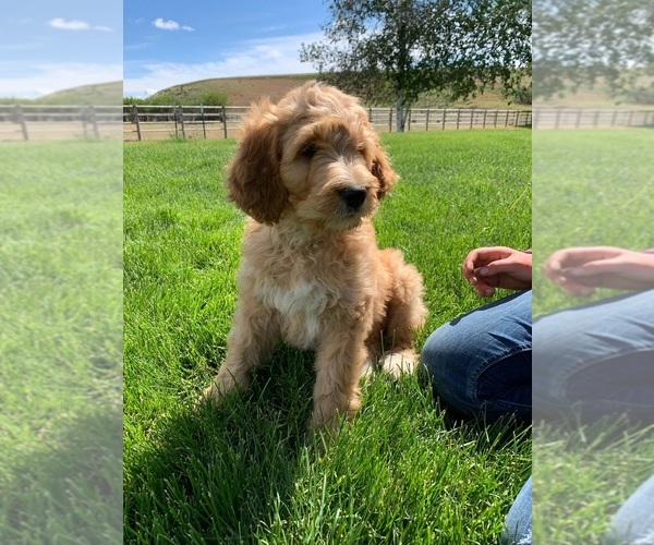 Medium Photo #5 Pyredoodle Puppy For Sale in PRESCOTT, WA, USA