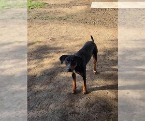 RICKY - Male Bluetick Coonhound-Unknown Mix Dog for Adoption - Photo #2