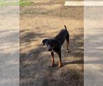 Small #1 Bluetick Coonhound Mix