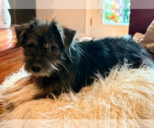 Medium Photo #2 Cairn Terrier-Unknown Mix Puppy For Sale in Woodbury, NY, USA