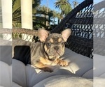 Puppy Blu French Bulldog