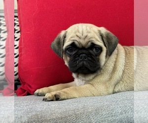 Pug Puppy for sale in BRIDGETOWN, OH, USA