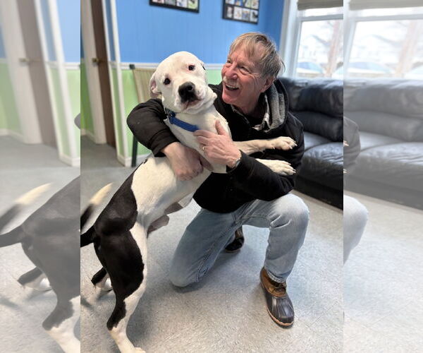 Medium Photo #4 American Bulldog-Unknown Mix Puppy For Sale in Spring Lake, NJ, USA