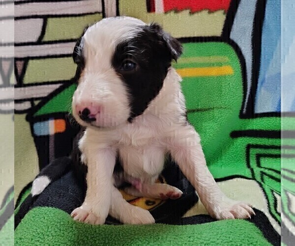 Medium Photo #35 Border Collie Puppy For Sale in NORBORNE, MO, USA