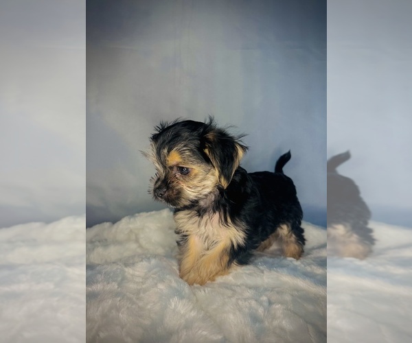 Medium Photo #15 Morkie Puppy For Sale in CONCORD, CA, USA