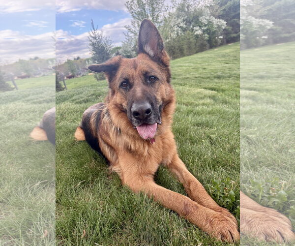 Medium Photo #1 German Shepherd Dog Puppy For Sale in Spring Lake, NJ, USA