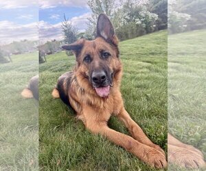 German Shepherd Dog Dogs for adoption in Spring Lake, NJ, USA