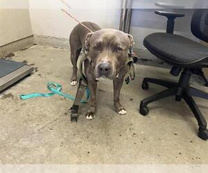 Mutt Dogs for adoption in Camarillo, CA, USA