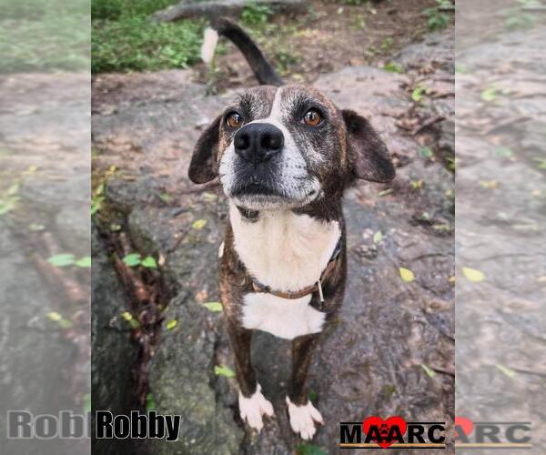 Medium Photo #4 Mutt Puppy For Sale in Maryville, TN, USA