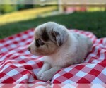 Small Photo #4 Australian Shepherd Puppy For Sale in JEROMESVILLE, OH, USA