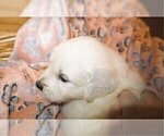 Small #2 English Cream Golden Retriever
