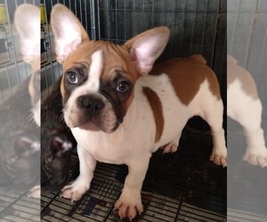 French Bulldog Puppy for sale in HESPERIA, CA, USA
