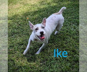 Mutt Dogs for adoption in Rockaway, NJ, USA