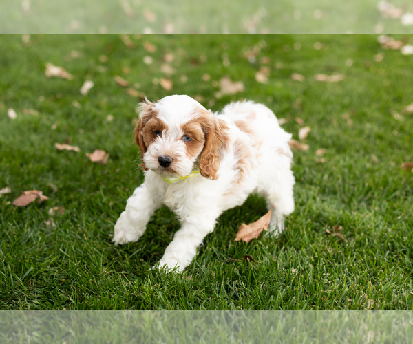 Medium Photo #8 Cocker Spaniel-Poodle (Miniature) Mix Puppy For Sale in NAPPANEE, IN, USA