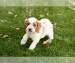 Small #7 Cocker Spaniel-Poodle (Miniature) Mix