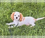 Small #4 Cavalier King Charles Spaniel