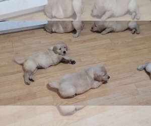 Golden Retriever Puppy for sale in PITTSBURG, TX, USA