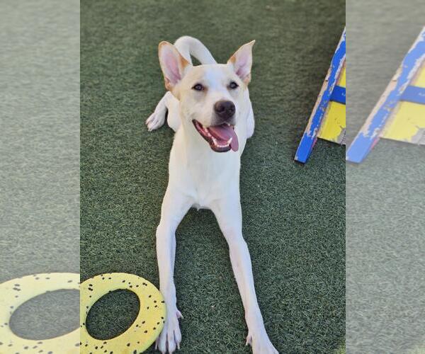 Medium Photo #3 Mutt Puppy For Sale in Rockwall, TX, USA