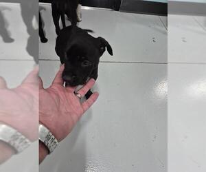 Labrador Retriever-Unknown Mix Dogs for adoption in Temple, TX, USA