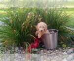 Puppy 8 Goldendoodle-Poodle (Miniature) Mix