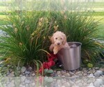 Puppy 9 Goldendoodle-Poodle (Miniature) Mix