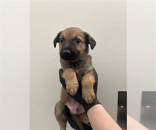 Medium Photo #1 German Shepherd Dog-Unknown Mix Puppy For Sale in Fremont, CA, USA