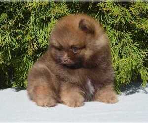Pomeranian Puppy for Sale in EMPIRE STATE, New York USA