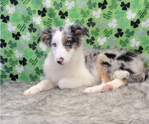 Medium Photo #6 Border Collie Puppy For Sale in BLAKESBURG, IA, USA