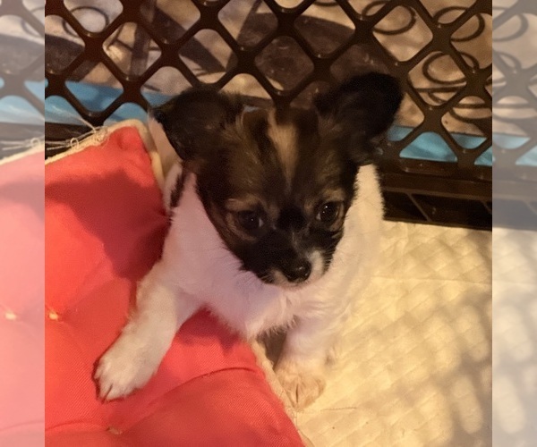 Medium Photo #1 Chihuahua Puppy For Sale in ELIZABETHTOWN, PA, USA