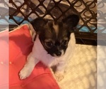 Small Chihuahua