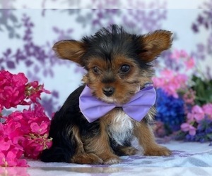 YorkiePoo Puppy for sale in LANCASTER, PA, USA