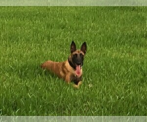 Mother of the Belgian Malinois puppies born on 12/31/2022