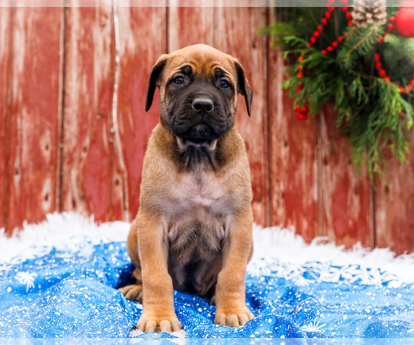 Medium Photo #10 Mastiff Puppy For Sale in WAKARUSA, IN, USA