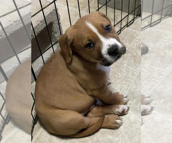 Medium Photo #4 American Pit Bull Terrier Puppy For Sale in Incline Village, NV, USA