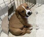 Small #3 American Pit Bull Terrier