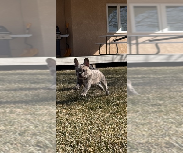 Medium Photo #4 French Bulldog Puppy For Sale in PUEBLO, CO, USA