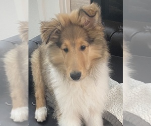 Collie Puppy for sale in VIRGINIA BEACH, VA, USA