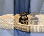 Small #11 Yorkshire Terrier